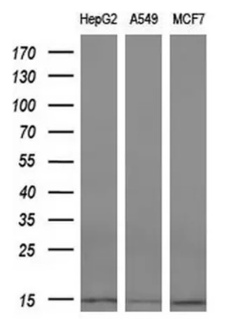 CST3 Antibody