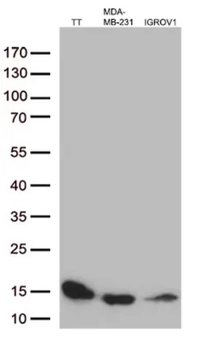 CST3 Antibody