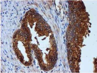 CST3 Antibody