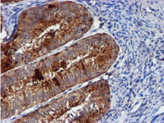 CST3 Antibody