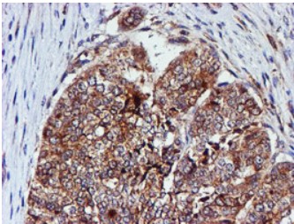 CST3 Antibody