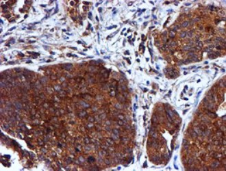 CST3 Antibody
