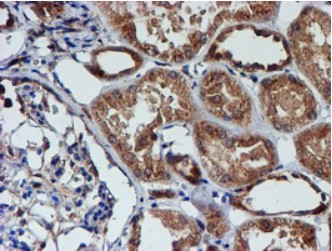 CST3 Antibody