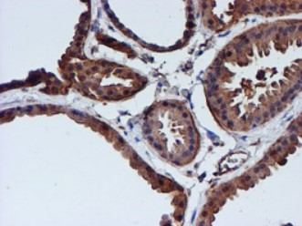CST3 Antibody