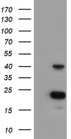 PECI Antibody