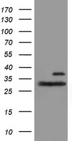 Proteasome 20S beta 7 Antibody