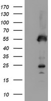 SCHIP1 Antibody