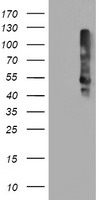 TMEFF2 Antibody