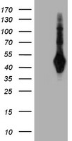 SH2D2A Antibody