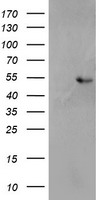 SH2D2A Antibody