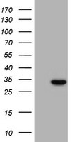 CAMLG Antibody