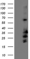 REEP2 Antibody