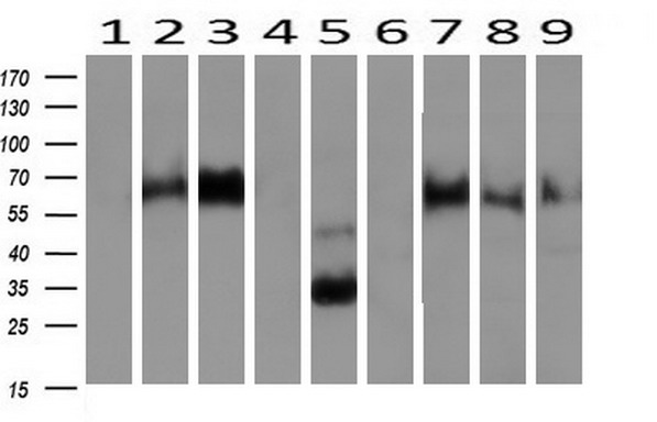 NPTN Antibody