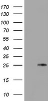 TIMP2 Antibody
