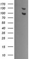 USP7 Antibody