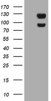USP7 Antibody