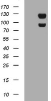 USP7 Antibody