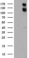 USP7 Antibody