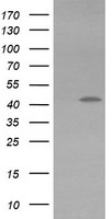 KCNAB1 Antibody