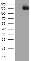 PTK7 Antibody