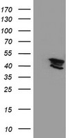 Kv beta 1 Antibody