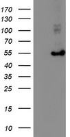 HARS2 Antibody