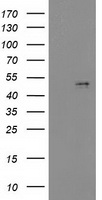 SCDGFB Antibody