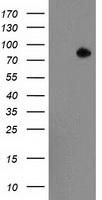 Acetyl CoA synthetase Antibody