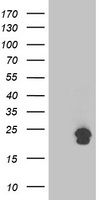 TMED1 Antibody