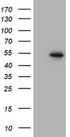 PPAR alpha Antibody