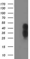 TAZ Antibody