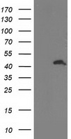 Apg3 Antibody