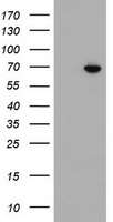 ILVBL Antibody