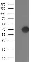 TOMM34 Antibody