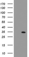 SOCS3 Antibody