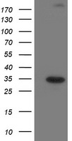 SOCS3 Antibody
