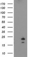 FGF21 Antibody