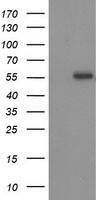 p53 Antibody