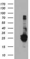 FGF21 Antibody