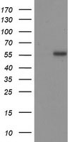 p53 Antibody