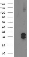 FGF21 Antibody