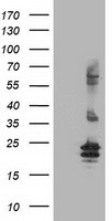 FGF21 Antibody