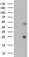 MEF2C Antibody