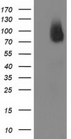 BCAR1 Antibody