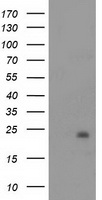 NDUFB9 Antibody