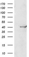 PON1 Antibody