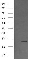 NDUFB9 Antibody