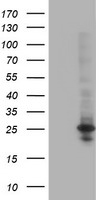 POLR2E Antibody