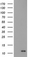 S100A12 Antibody