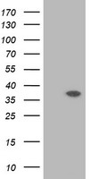 RASSF1 Antibody